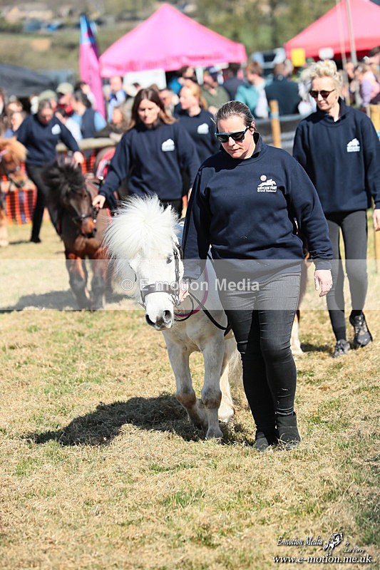 Shet 060426 37 - Shetland Pony Racing Paxford Races Easter Mon 06/04/26