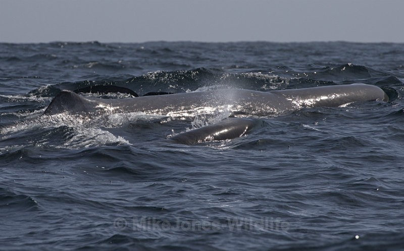 Sperm whale calf surfaces next to Mother, another adult dives. Azores - WHALES & DOLPHINS ( PICO, AZORES MAY 2013 & 2014 )