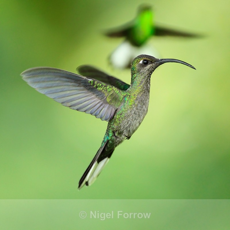 Violet Sabrewing (female) hovering near the feeders at Curi-Cancha - Violet Sabrewing