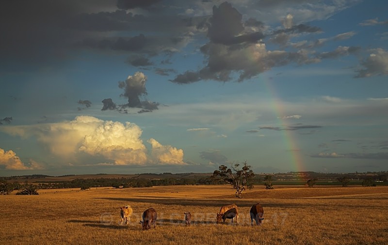 Five Cows and a Rainbow-0112 - STORM/CLOUD CHASE PHOTOS 23/1/2012