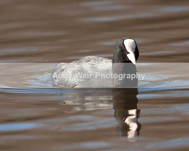 20100307-026 - Rails & Coots