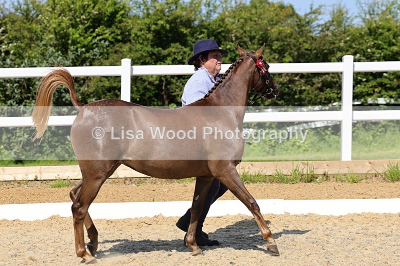 1X9A1124 - Class 9: Open Part Bred