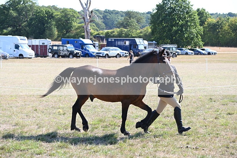 WJ6_7548 - Class 34 Judges Choice