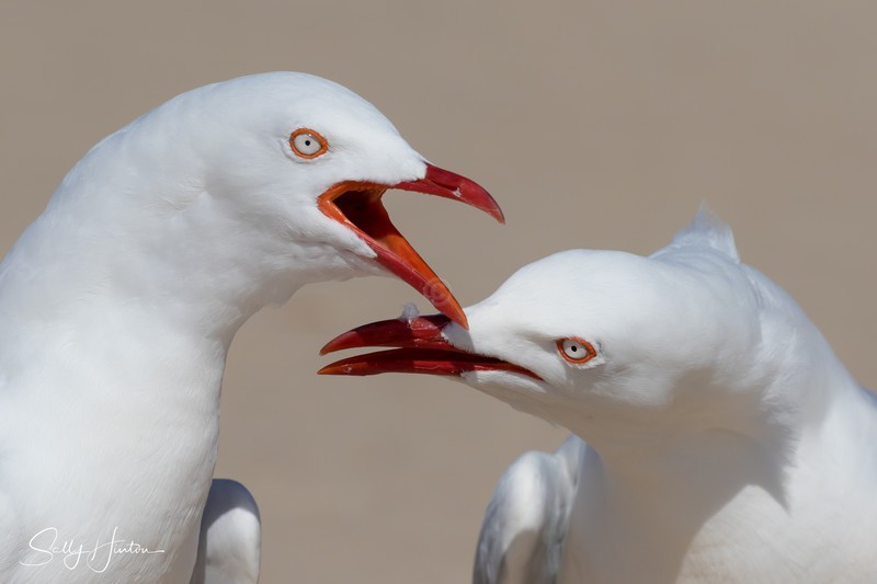 Gull Chat