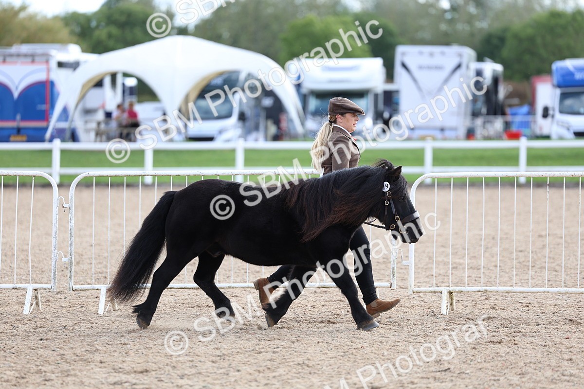 SBM_18703 - Class 317 - IH Pure Bred Horse-Pony