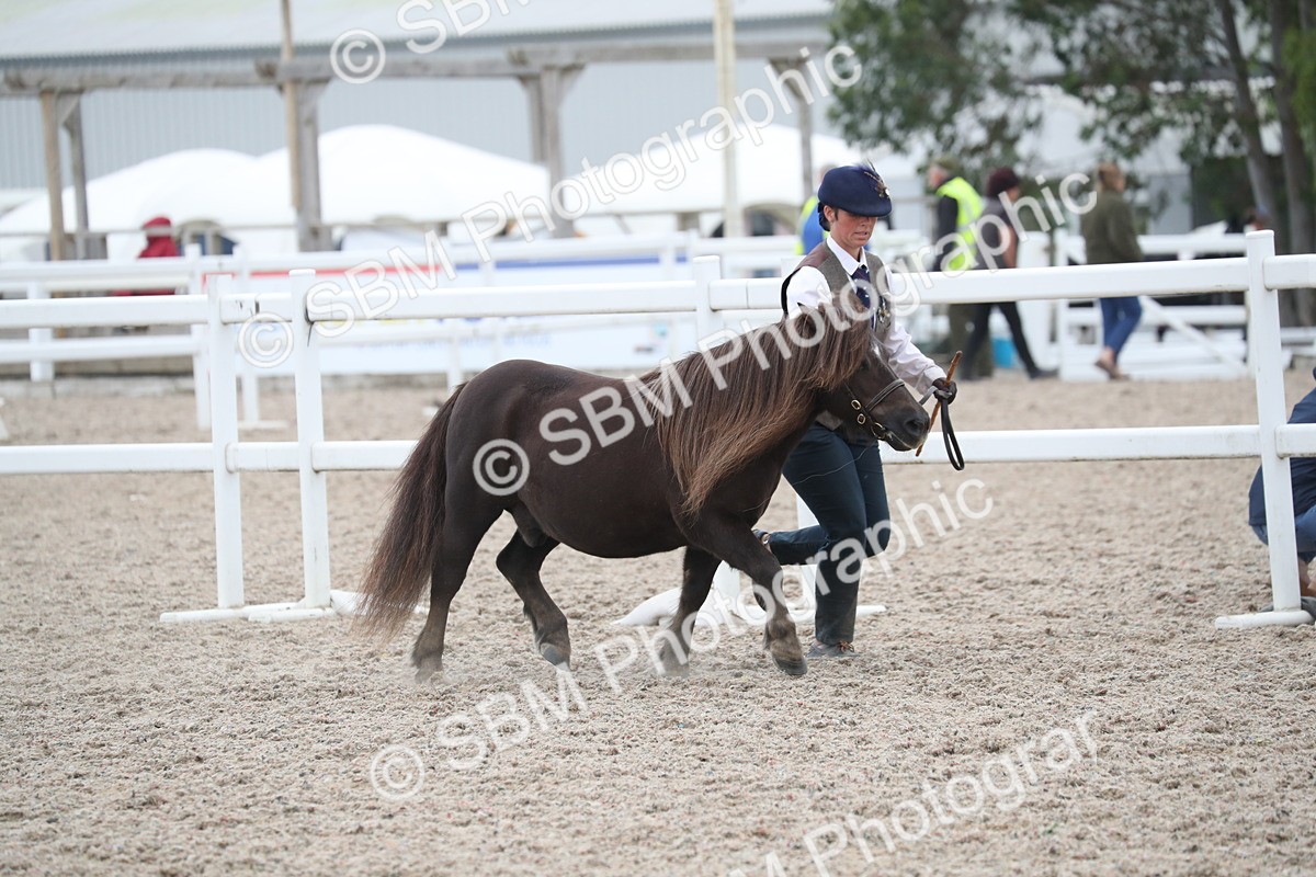 SBM_17911 - Class 317 IH Pure bred Horse/Pony