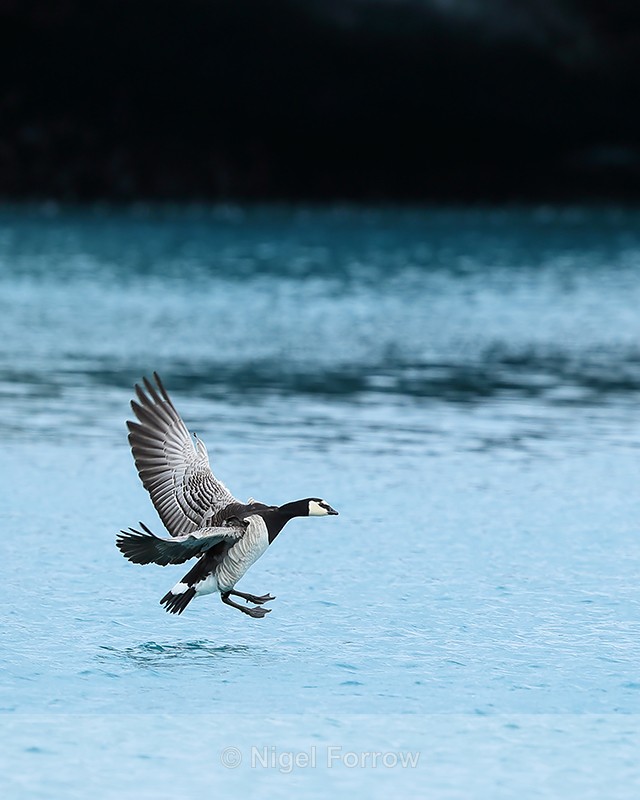 Barnacle Goose landing, Jokulsarlon, Iceland - Barnacle Goose