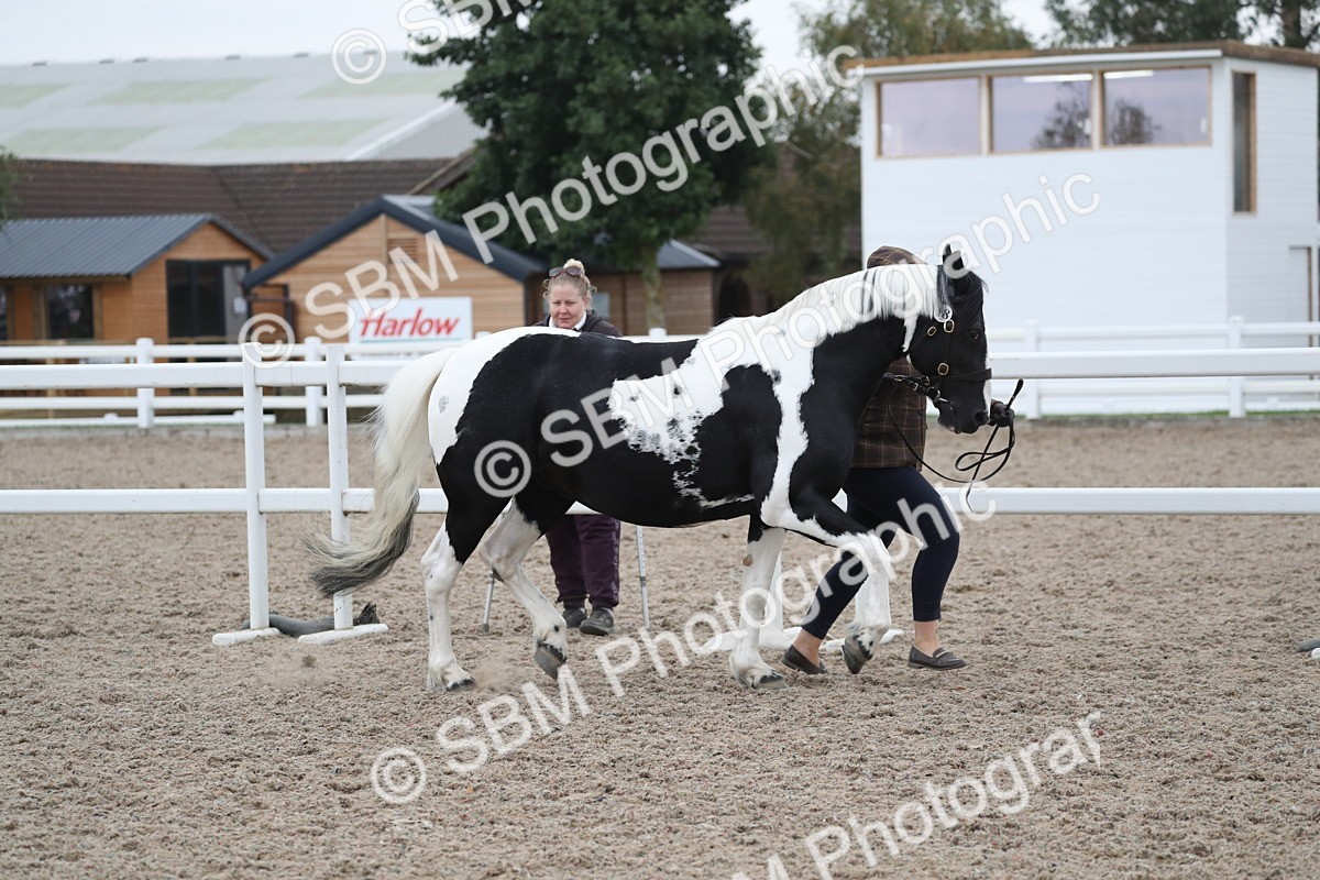 SBM_18328 - Class 318 IH Part bred Horse/Pony