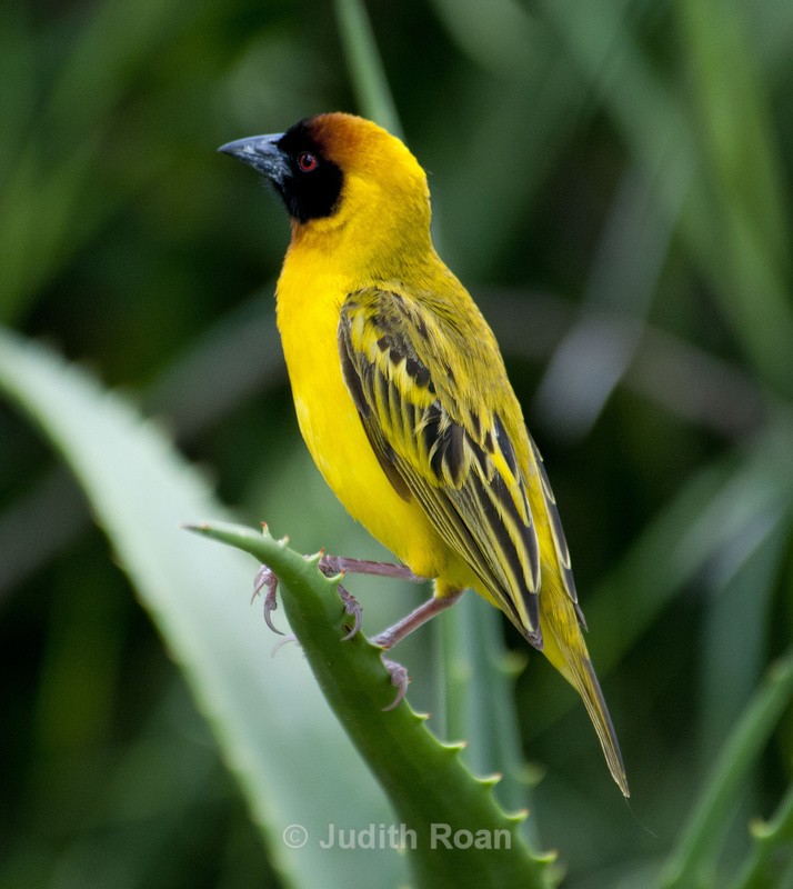 Viteline Weaver - Tanzania Birds and Mammals