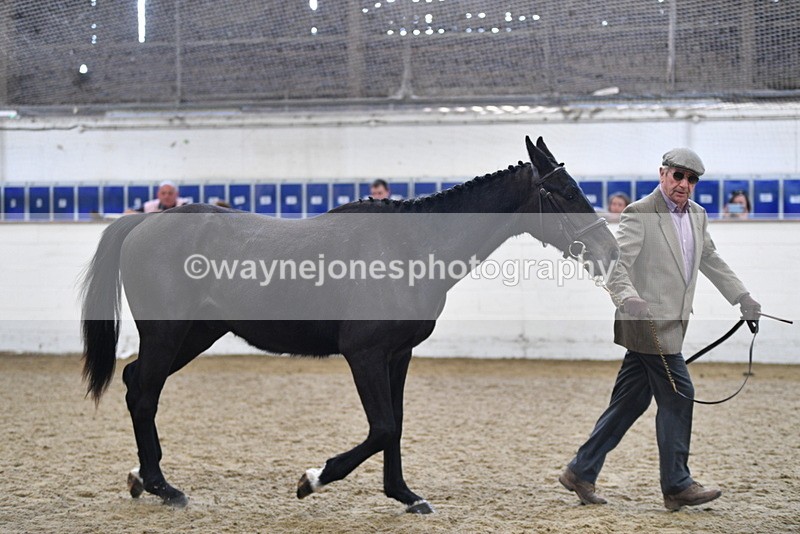 WJ5_4800 - Class 3 Part Bred In hand