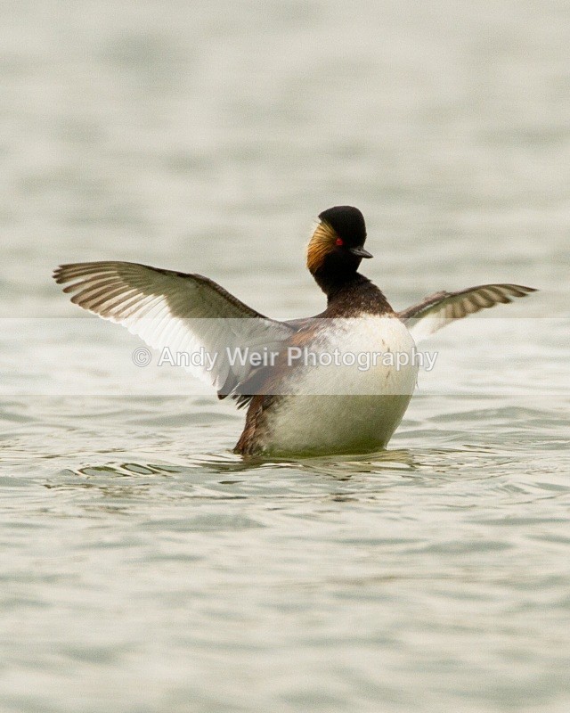 20110416-IMG_3754 - Black-necked Grebe