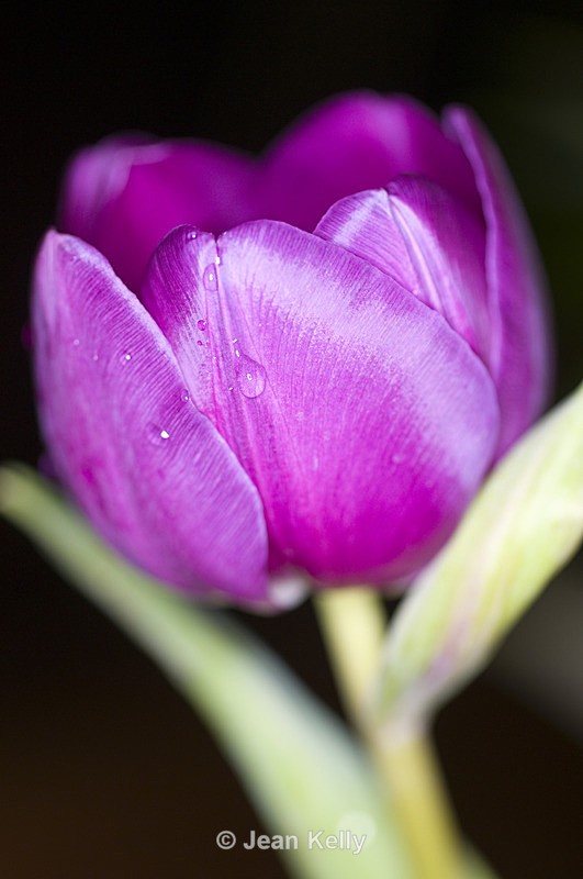 Flower - 2999 - Purple