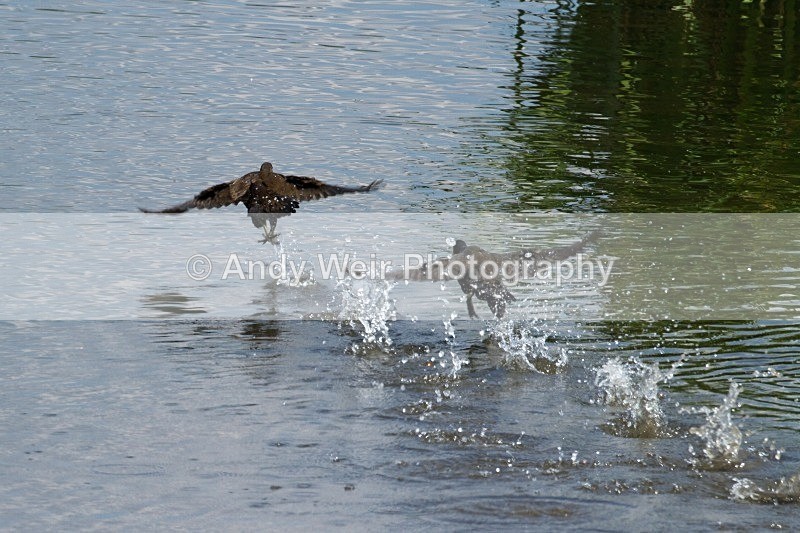 20110702-IMG_6196 - Rails & Coots