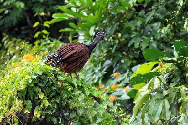  - Birds of Costa Rica and Mauritius