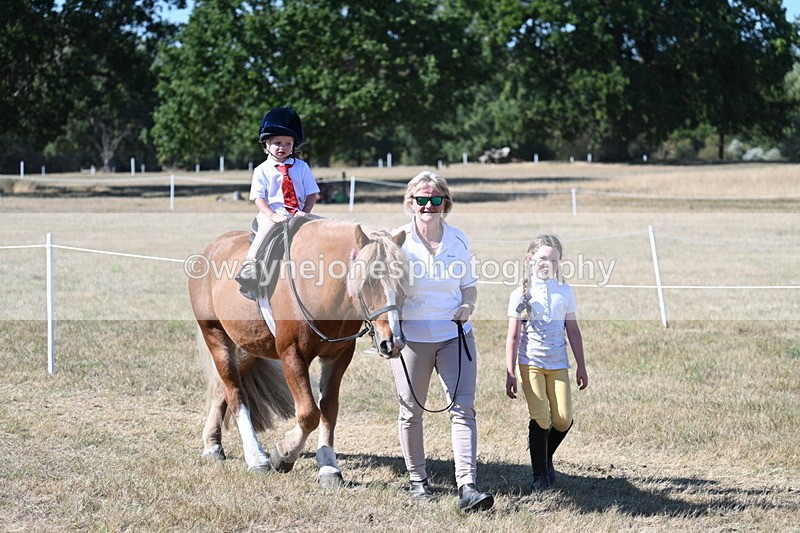 WJ7_1753 - Class 42 Most Handsome Gelding