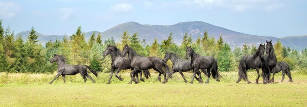 friesians 101-79 - Friesians