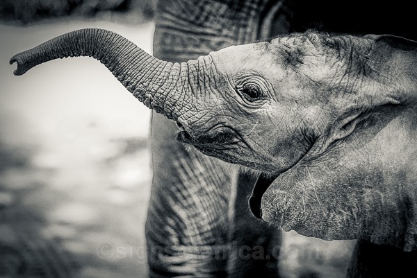 Baby Elephant, Kenya