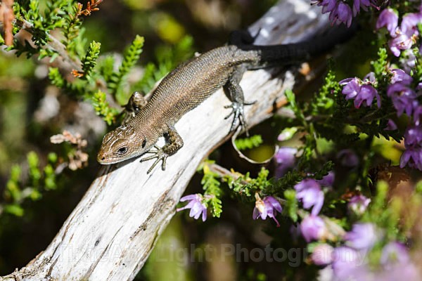 Common lizard - Amphibians & Reptiles