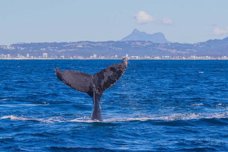 Fluke in front of Mt Warning. 0A3A9110 - 2025 Whales