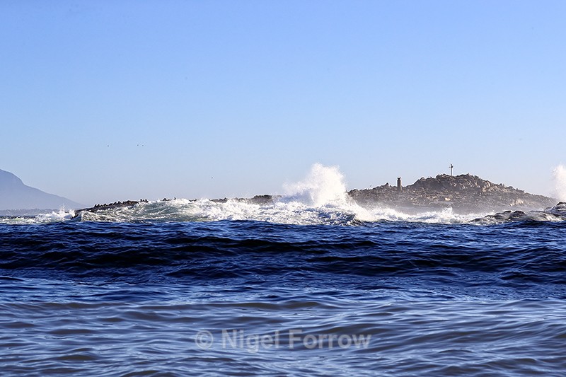 Seal Island in False Bay, South Africa - South Africa