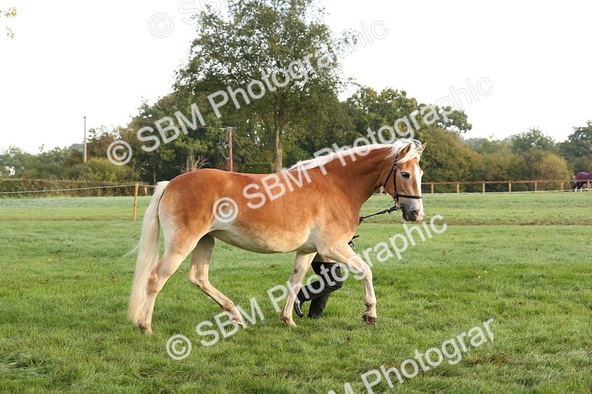 SBM_54400 - S51 - Foreign Breeds In Hand