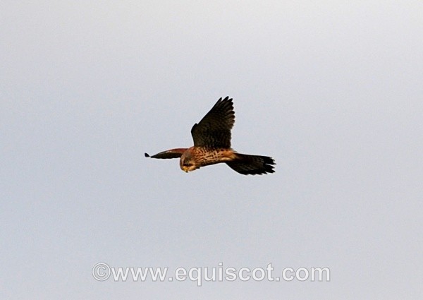  - Wildlife & Landscape