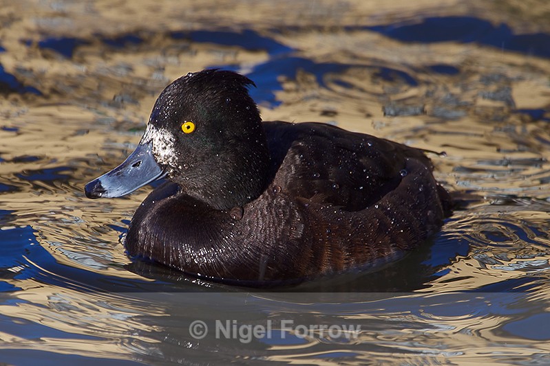 Tufted Duck (female), pale base to bill variant - Tufted Duck