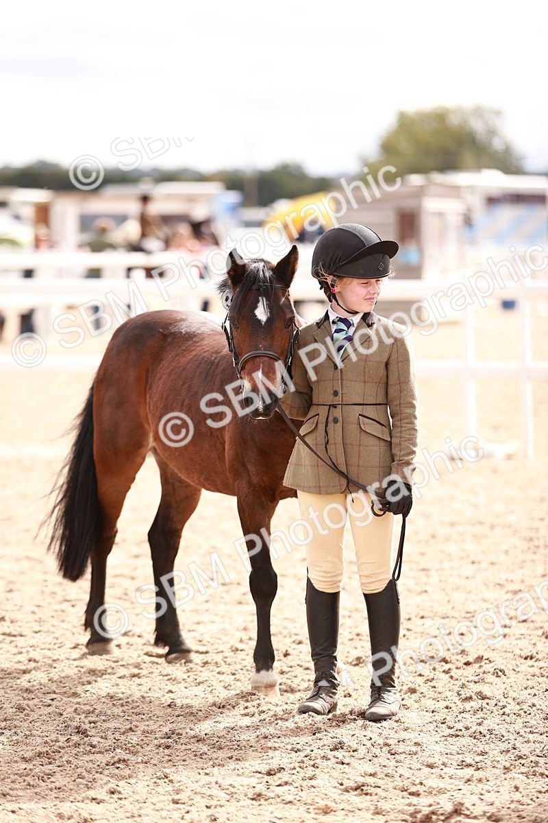 SBM_18306 - Class 417 - Handsome Gelding (IH or Ridden - JNR)