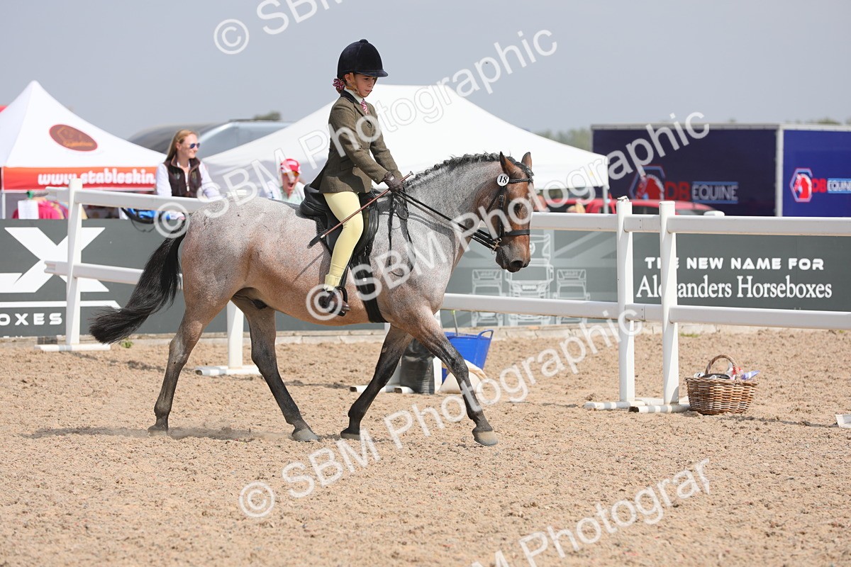 SBM_15570 - Class 311 Ridden Show Pony/ Show Hunter Pony