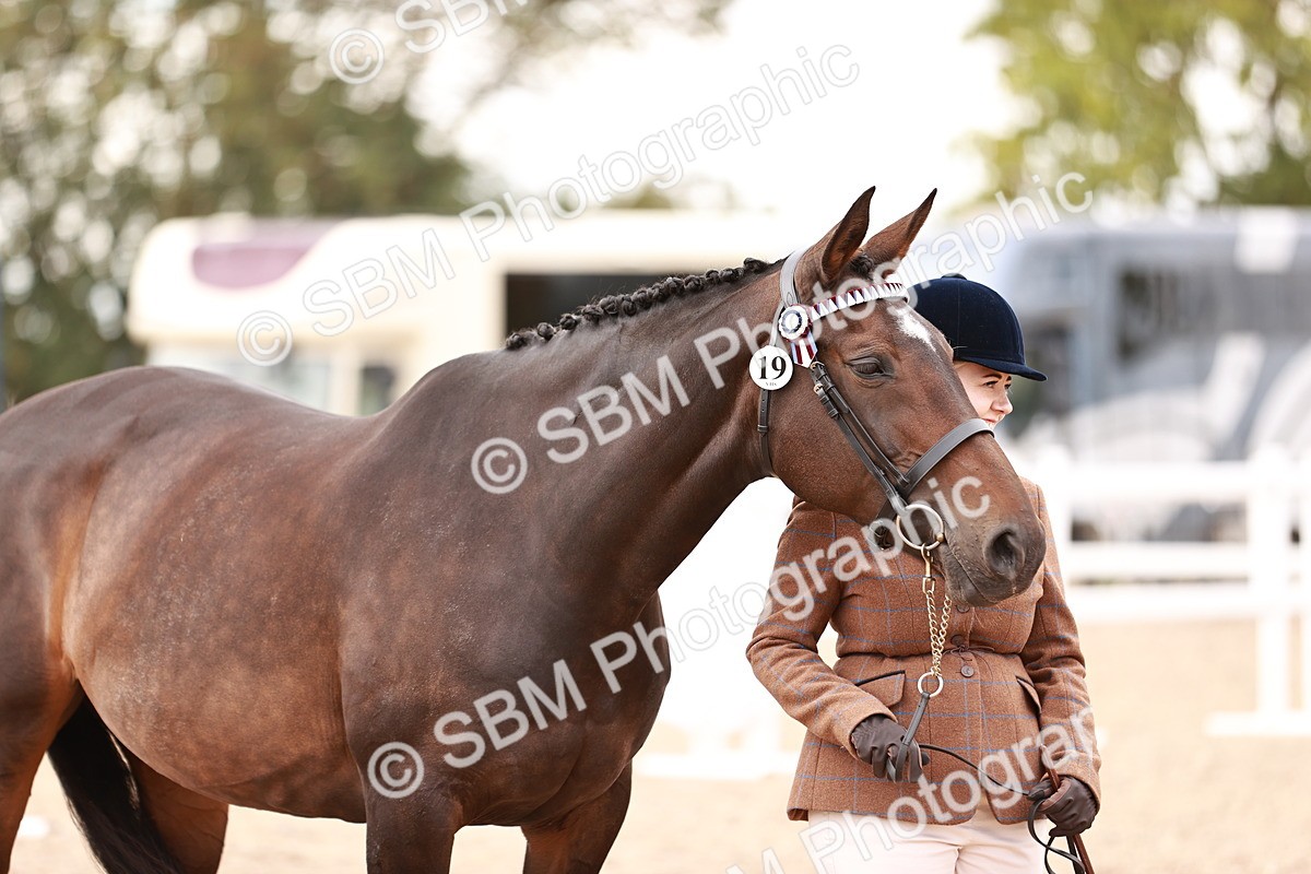 SBM_16130 - Class 411 - Prettiest Mare - (IH or Ridden Adult)