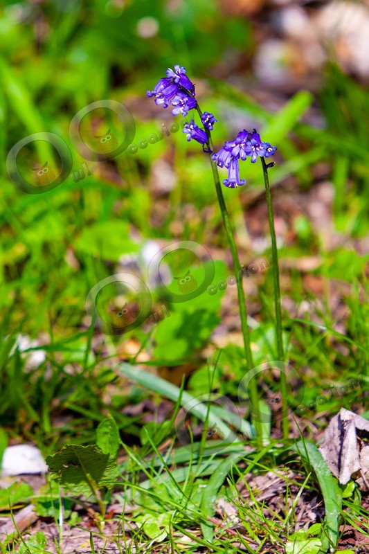 bluebell Hyacinthhoides non-scripta-8098 - Plants and trees