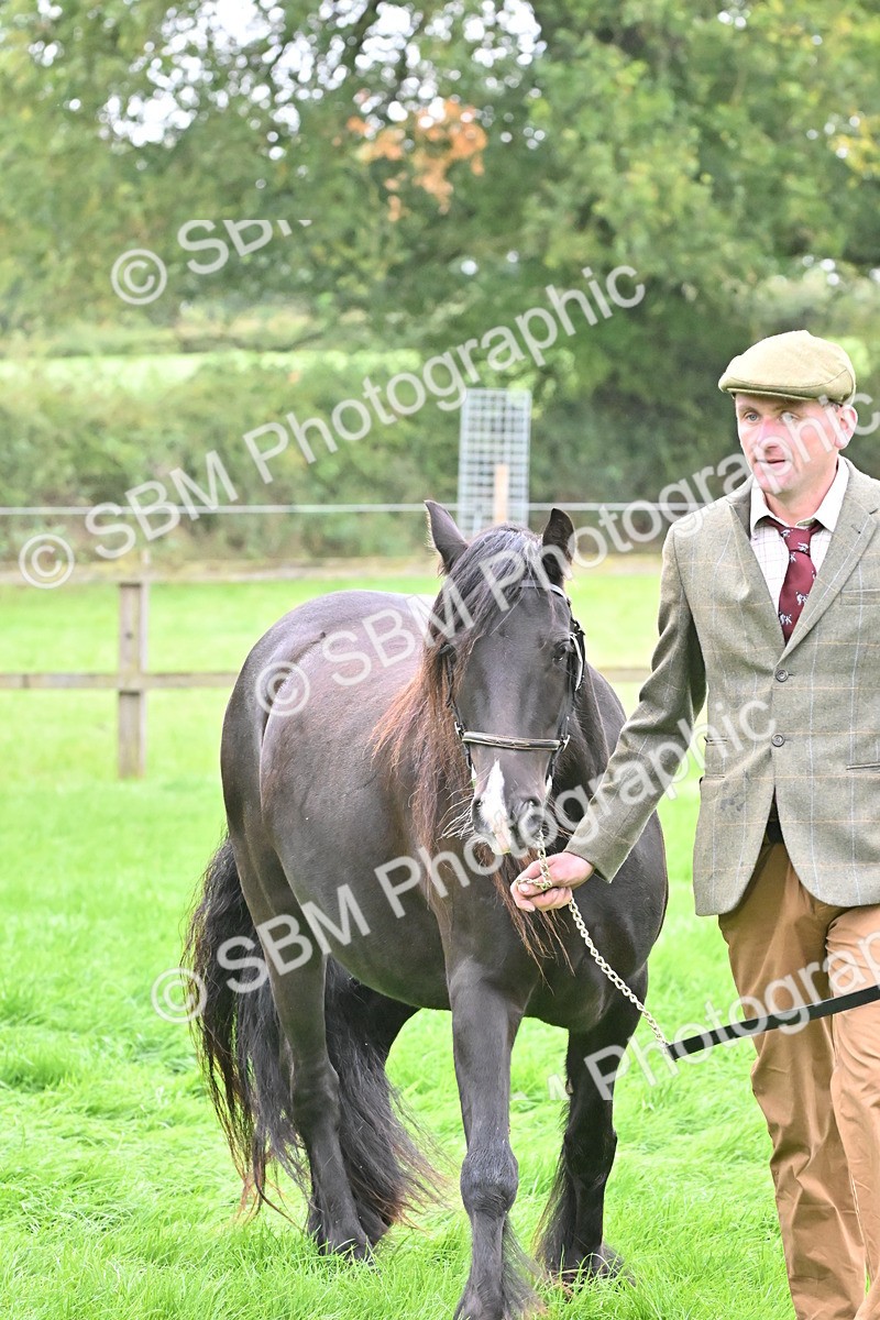 SBM_58151 - S47 - Mini Show Cob In Hand