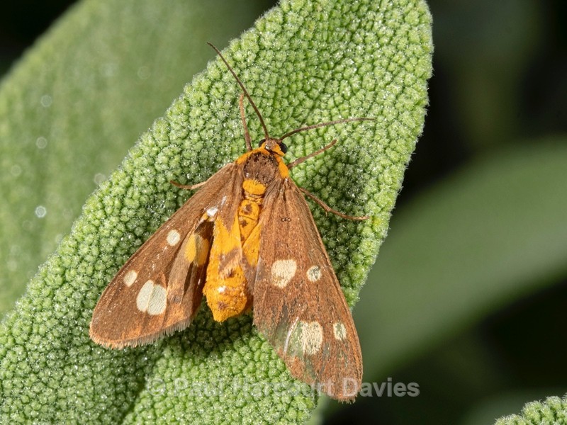Mint moth (Pyrausta aurata) - Insects & Spiders & other animals 2021