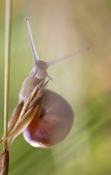  - Insects & Snails, Great Britain