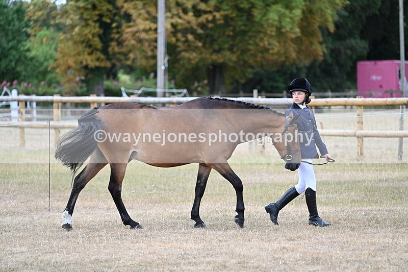WJ7_9477 - Class 5 Most Handsome Gelding (up to 14.2hh)