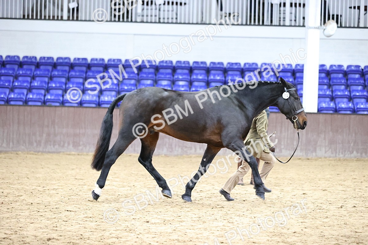 SBM_5752 - Class 3 - BSHA In Hand Show Hunter