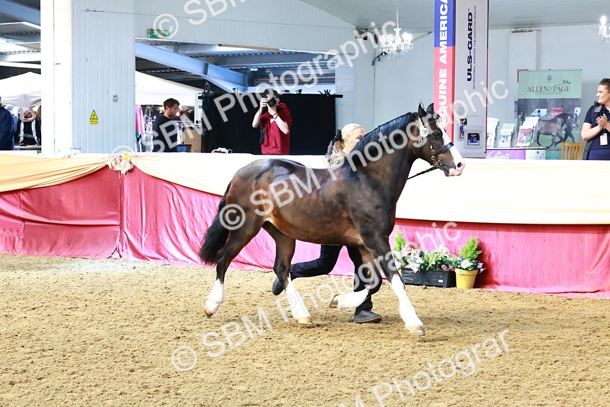 SBM_22443 - Class 902 - Supreme Final - IH Diamond