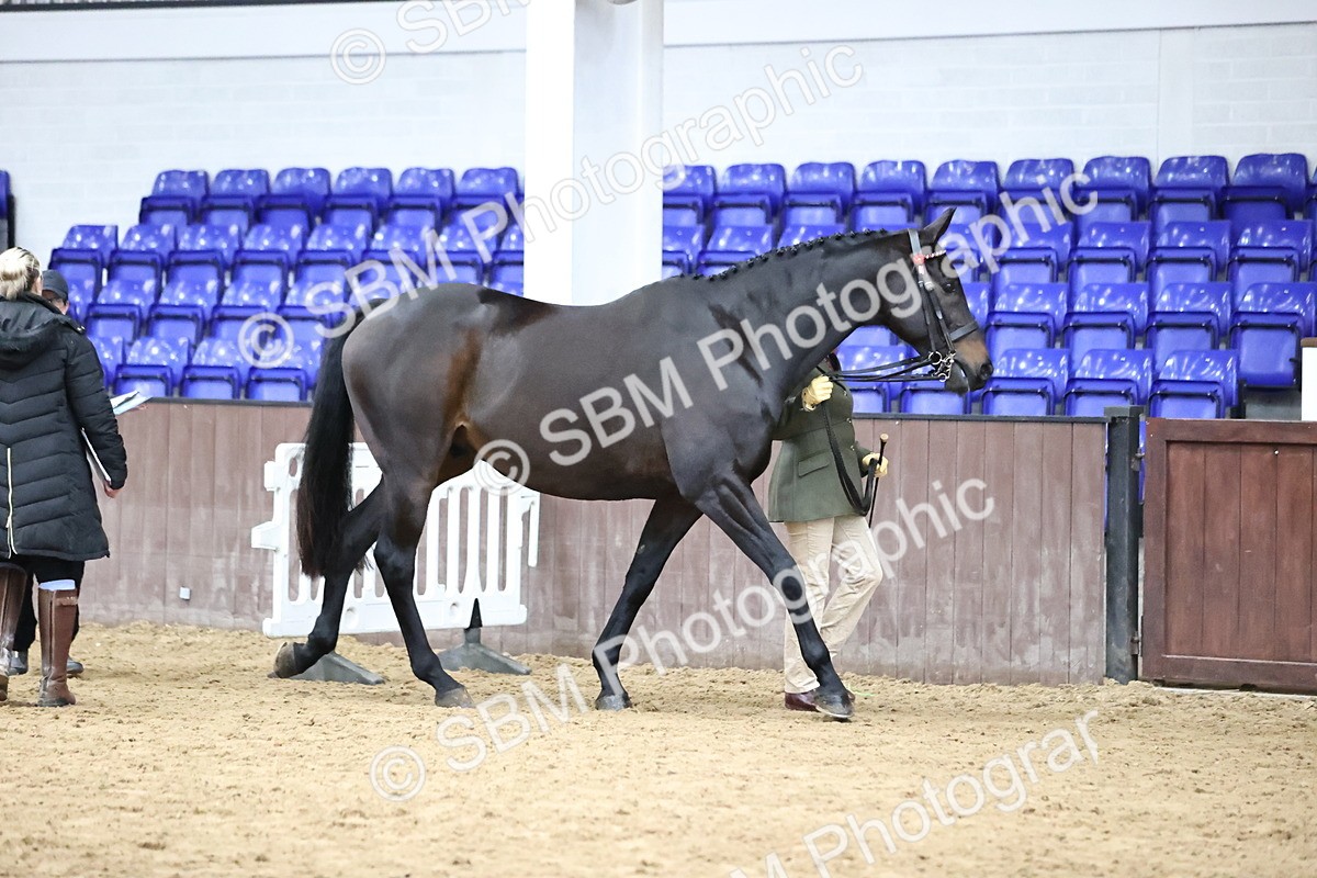 SBM_5715 - Class 3 - BSHA In Hand Show Hunter