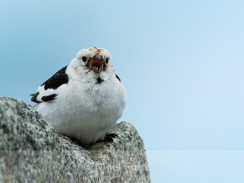 Snow Bunting singing, close front view, Jokulsarlon, Iceland - Snow Bunting