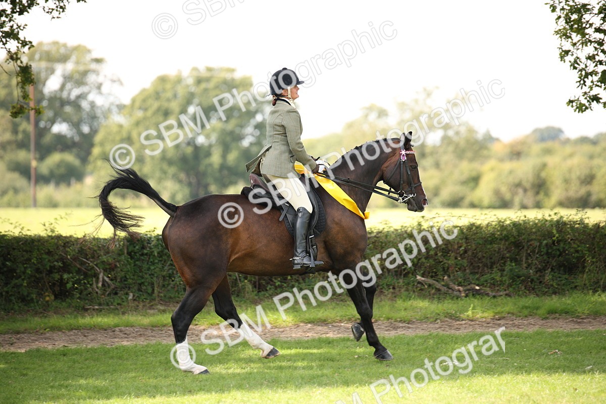 SBM_66001 - S64 - Riding Horse & Hack & Thoroughbred Ridden