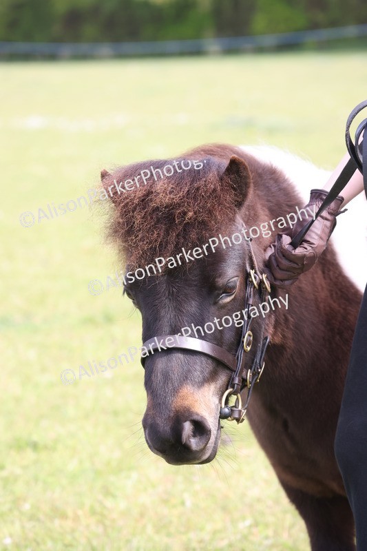 20260426-3206 - Class 26 - Shetland Ponies and Minitures