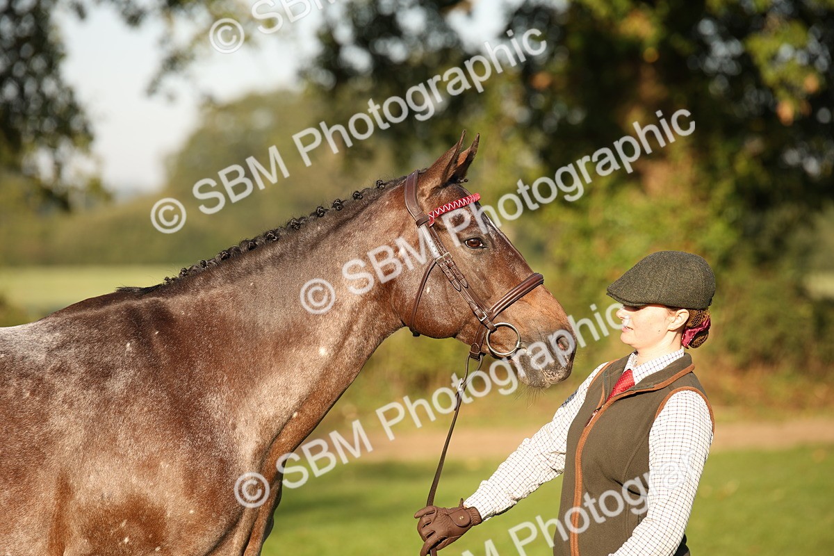 SBM_57567 - S50 - Foreign Breeds In Hand