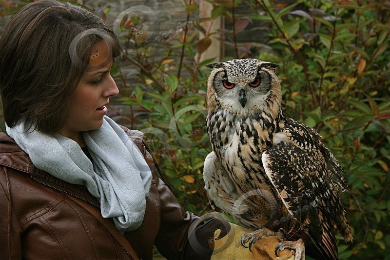Bengal Eagle Owl and Friend