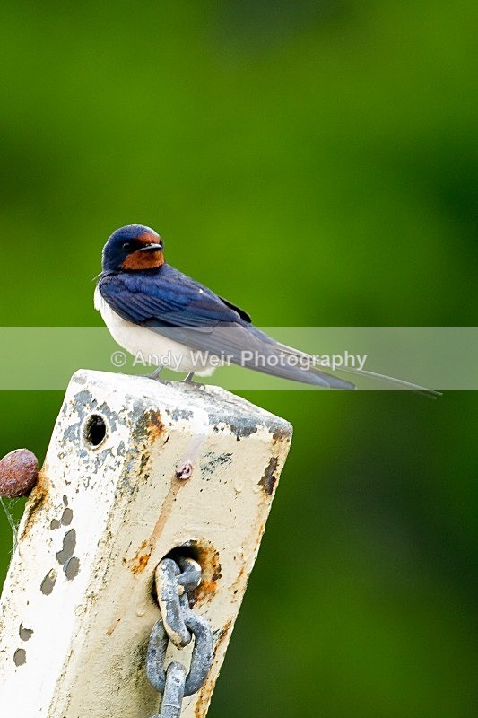 20120529-_MG_9347 - Swallows, Swifts & Martins