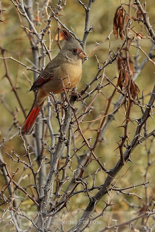 Pyrrhuloxia (female) perched, Bosque del Apache, New Mexico - Pyrrhuloxia