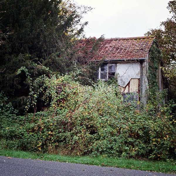 Peeping through the Trees - Abode's