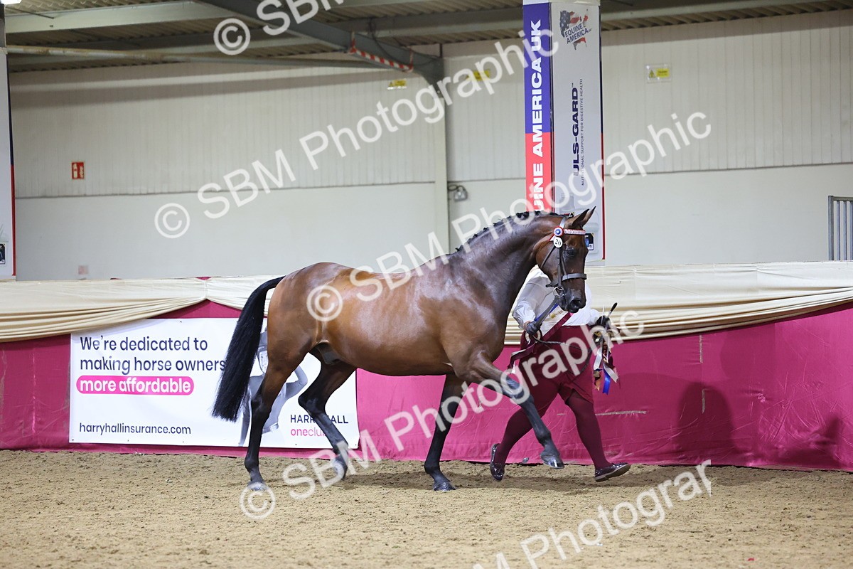 SBM_18823 - Class E IH Horse Champ
