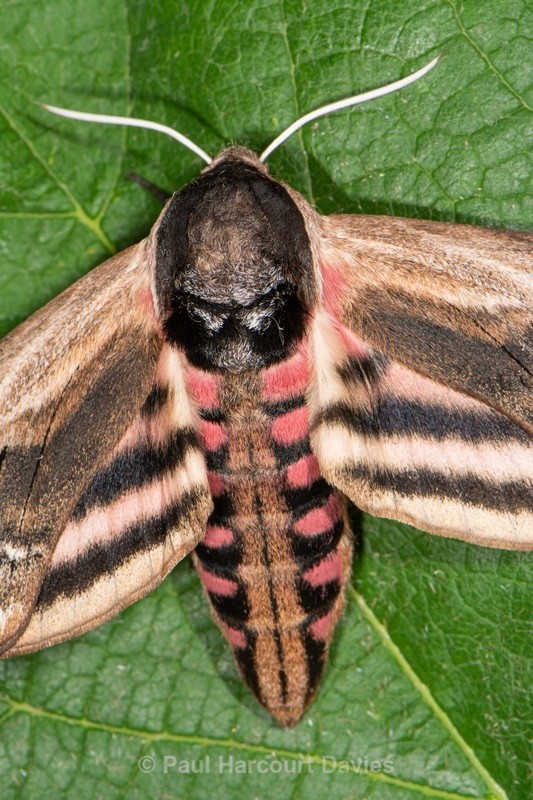 Privet hawk moth. (Sphinx ligustris) - Insects, Spiders and other Animals