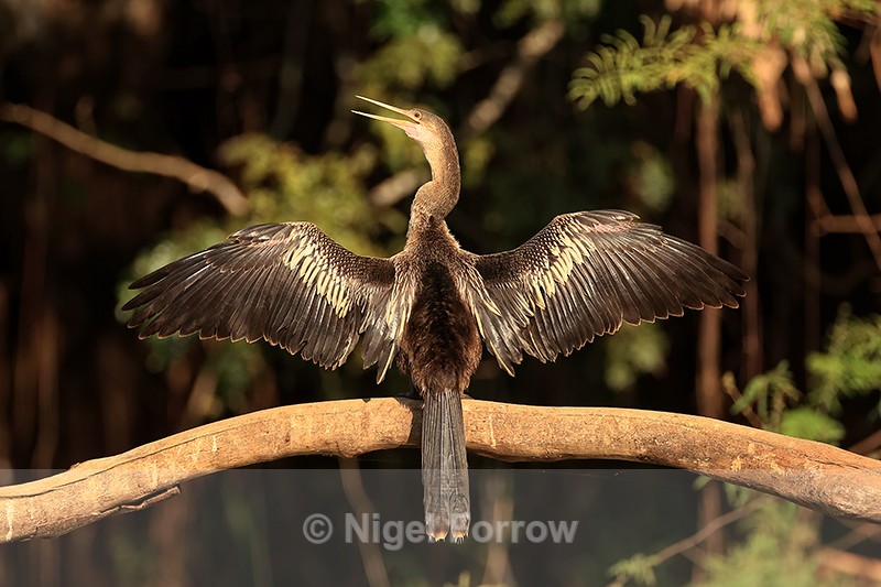 Anhinga drying wings, early morning, Mato Grosso, Brazil - Anhinga