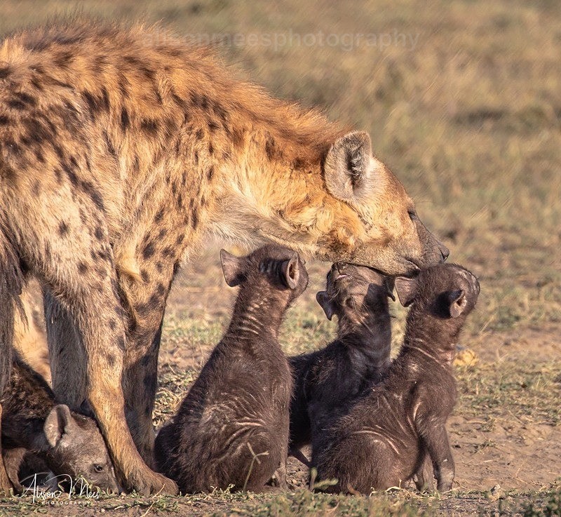  - African Safaris